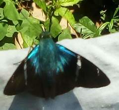 Astraptes fulgerator azul