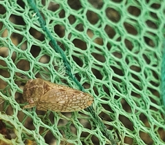 Coloborrhis corticina