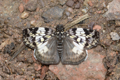 Potamanaxas laoma violacea