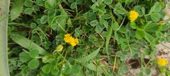 Medicago minima