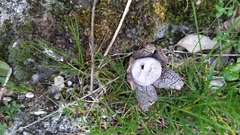 Astraeus hygrometricus