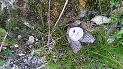 Astraeus hygrometricus