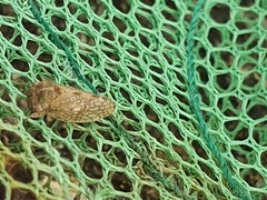 Coloborrhis corticina