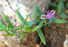 Polygala rupestris