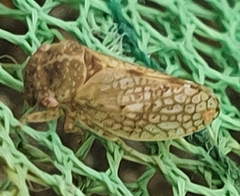 Coloborrhis corticina