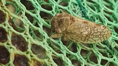 Coloborrhis corticina