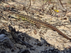 Psammodromus occidentalis