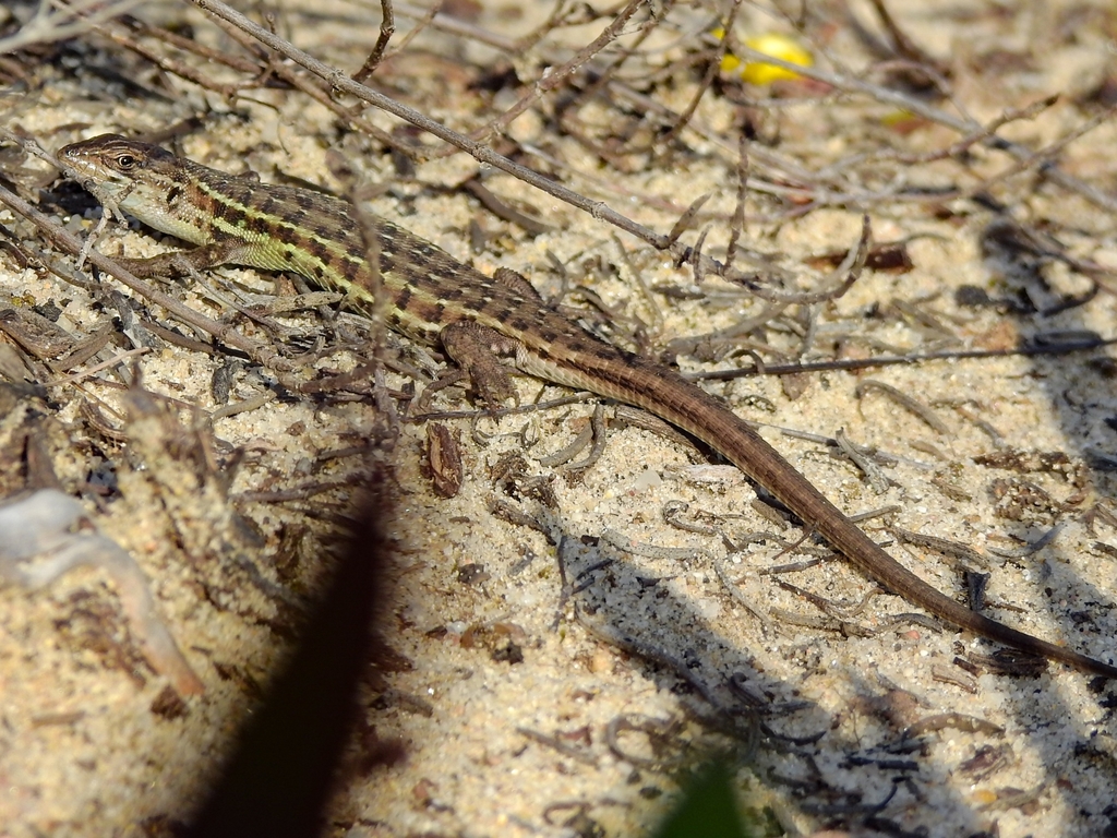 Lagartixadomatoibérica em 01 de março de 2021 às 0419 TARDE por Luís Lourenço · BioDiversity4All Lagartixadomatoibérica em 01 de março de 2021 às 0419 TARDE por Luís Lourenço · BioDiversity4All
