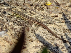Psammodromus occidentalis