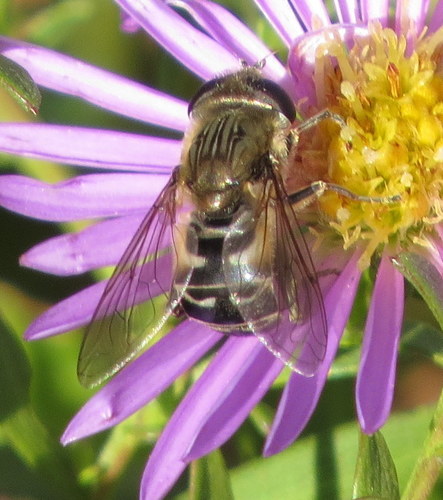 Syrphid Fly