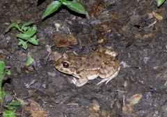 Leptodactylus bufonius