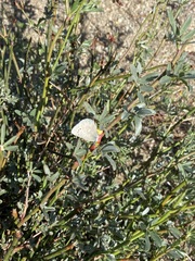 Glaucopsyche lygdamus australis