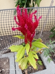Celosia argentea plumosa
