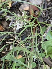 Lomatium marginatum