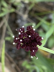 Lomatium marginatum