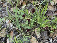Lomatium marginatum