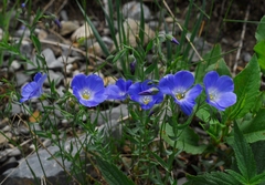 Linum altaicum