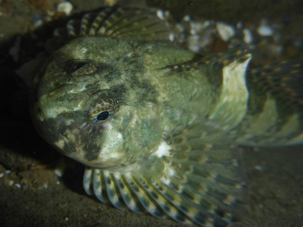 Photo of a Mosshead Sculpin