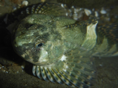 Mosshead Sculpin