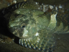 Mosshead Sculpin photo 2