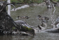 Speculanas specularis