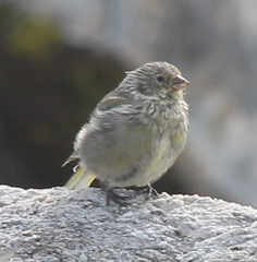 Melanodera xanthogramma