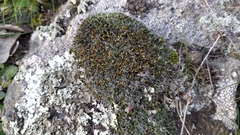Grimmia pulvinata