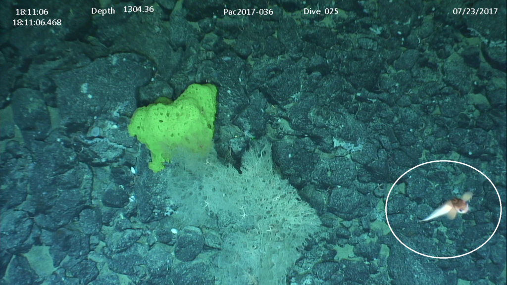 Abyssal Snailfish from Union Seamount on July 23, 2017 at 06:11 PM by ...