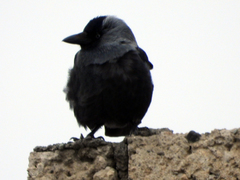 Corvus monedula