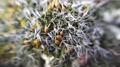 Grimmia pulvinata