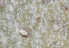 Stomacoccus platani