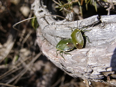 Chlorochroa juniperina