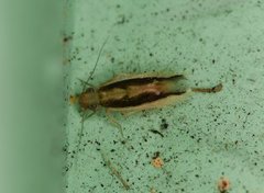 Echmepteryx madagascariensis
