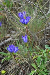 Gentiana olivieri