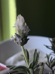 Lavandula dentata