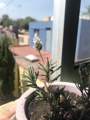 Lavandula dentata