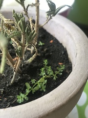 Lavandula dentata