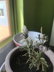 Lavandula dentata