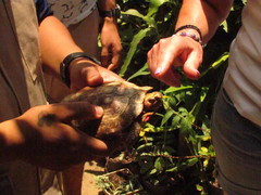 Rhinoclemmys rubida rubida