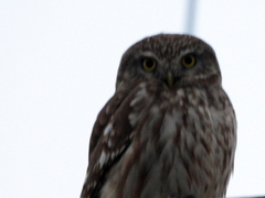 Athene noctua