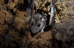 Peromyscus labecula