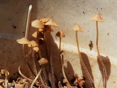 Conocybe