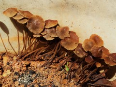 Conocybe