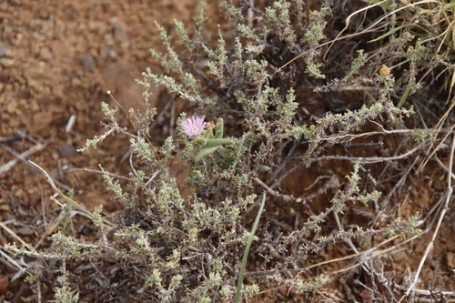 Image of Trichodiadema setuliferum by (c) Tony Rebelo, some rights reserved (CC BY-SA)