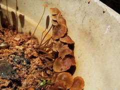 Conocybe
