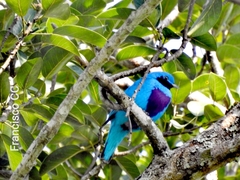 Cotinga amabilis