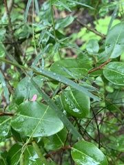 Indigofera masonae