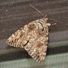 Catocala umbrosa