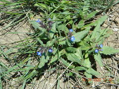 Anchusa arvensis orientalis