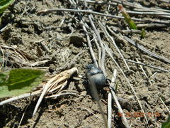 Lethrus apterus